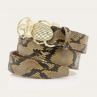 Desert Python Belt Golden Beetle